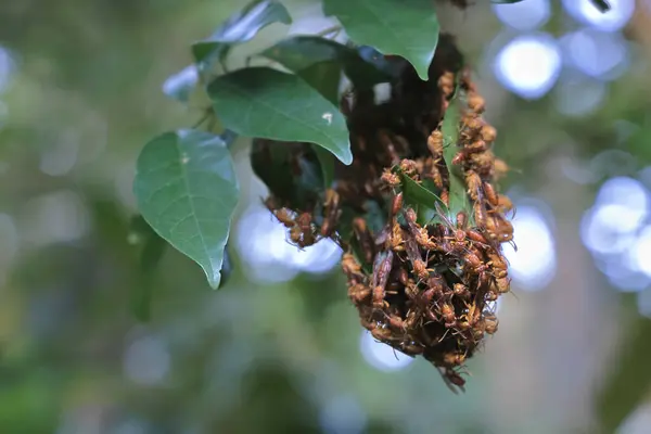 September 2021 Wasp Sinus Wasp Sinus Gör Löv — Stockfoto