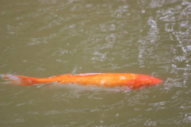 Renkli dekoratif balıklar suni bir gölette yüzerler, yukarıdan görünürler.