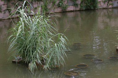 23 Temmuz 2004 Kwoloon Park 'taki küçük havuz