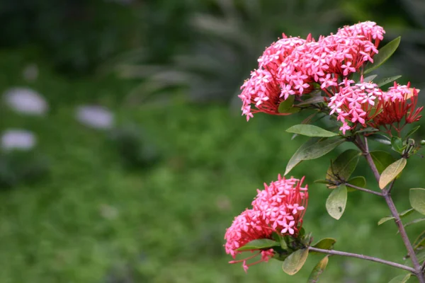 Ανθός Rubiaceae Ixora Cocccinea Λουλούδι Στον Κήπο — Φωτογραφία Αρχείου