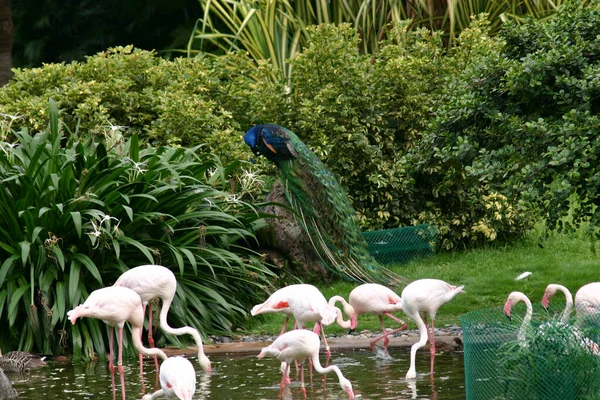 Flamingo Parque Kowloon Hong Kong — Fotografia de Stock