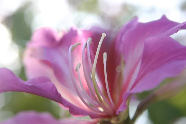 Bauhinia Variegata Orquídea Púrpura Natur —  Fotos de Stock