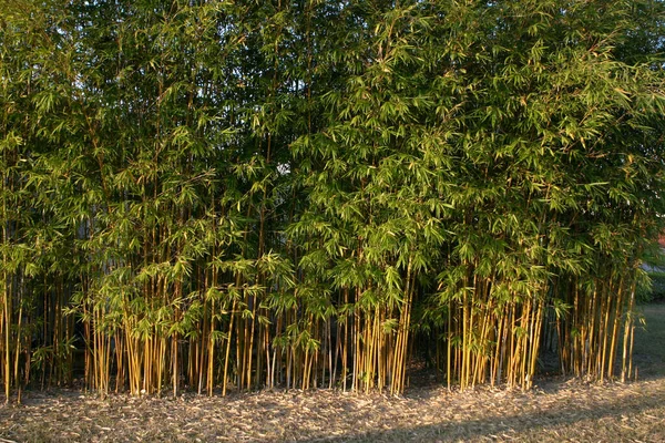 Grupa Bamboo Żółty Charakter — Zdjęcie stockowe