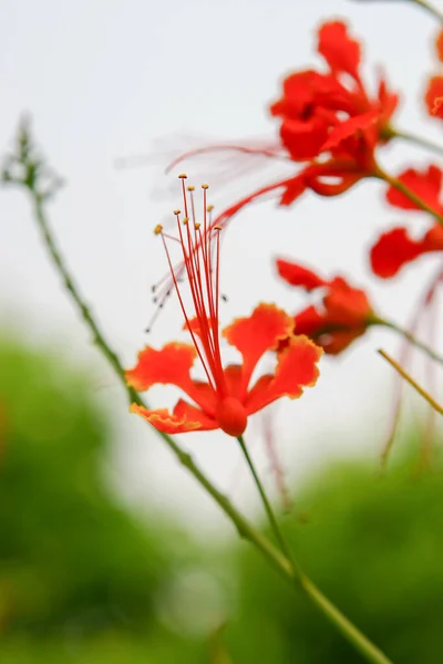 Cluster Amaryllis Lys Araignée Rouge Gros Plan — Photo