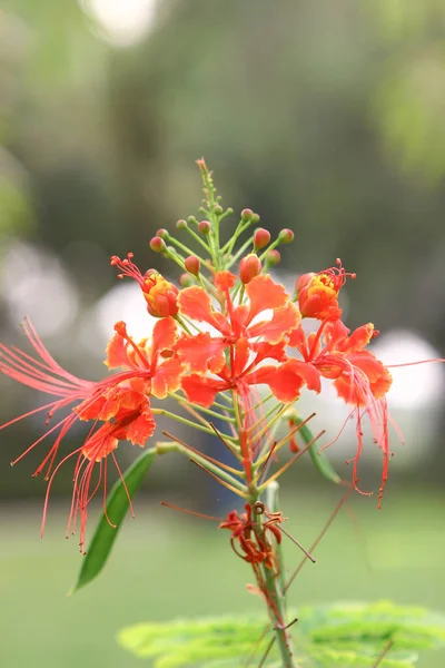 Cluster Amaryllis Red Spider Lelie Close Schot — Stockfoto