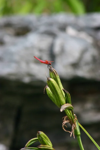 Libelle Auf Einer Antenne Gegen Eine Pflanze — Stockfoto