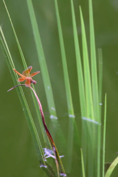 Dragonfly Μια Κεραία Ενάντια Ένα Εργοστάσιο — Φωτογραφία Αρχείου