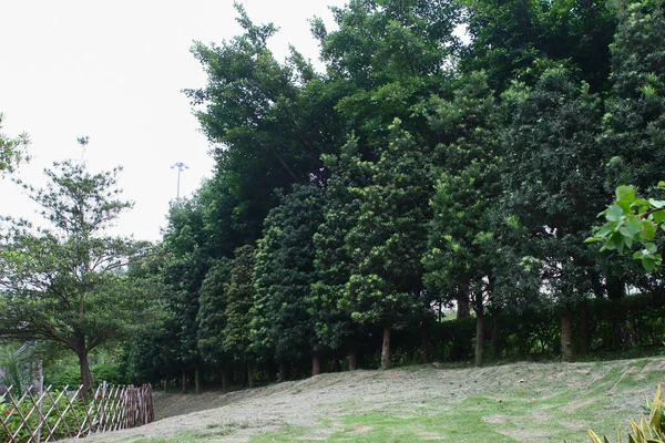 Fila Árvores Verdes Parque Jardim Lingnan — Fotografia de Stock
