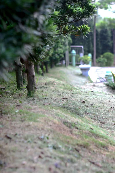 Parkta Sıra Sıra Yeşil Ağaçlar Lingnan Bahçesi — Stok fotoğraf