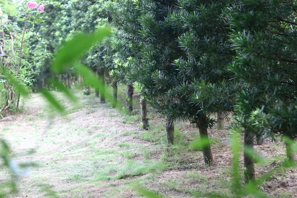 Fila Árvores Verdes Parque Jardim Lingnan — Fotografia de Stock