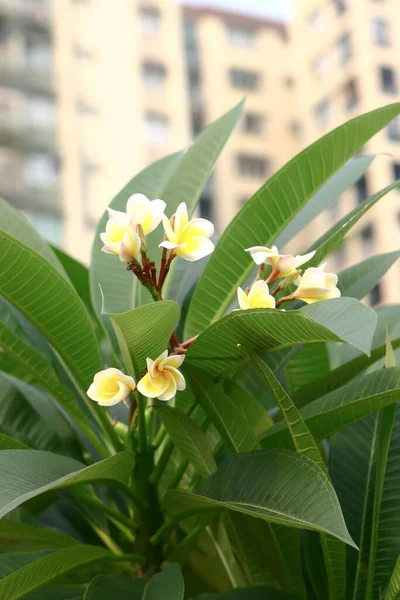 Typisk Blomma Som Kan Hitta Flesta Tempel Thailand — Stockfoto