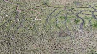 Huzurlu Bataklık Pui O Doğa Manzarası Hong Kong, 25 Ekim 2025