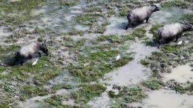 Su Bufalosu, Pui O, Hong Kong 'da otluyor.