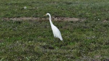 Beyaz Akbalıkçıl Uçan Kuş Great Pui O Kırsal Manzarası, Hong Kong, 25 Ekim 2025