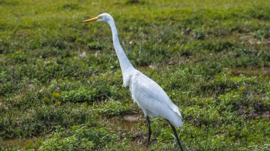 Beyaz balıkçıllar Pui O sulak alanlarında huzur içinde yiyecek arıyorlar.