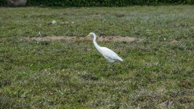 Beyaz balıkçıllar Pui O sulak alanlarında huzur içinde yiyecek arıyorlar.