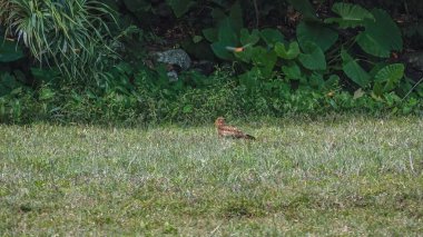 Küçük kahverengi bir kuş sakince güneşli çimenlerde oturur.