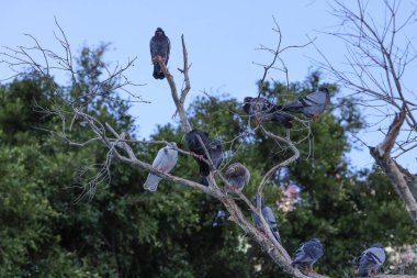 Güvercinler yapraksız ağaç dallarına tünemiş 14 Eylül 2025 'e karşı.