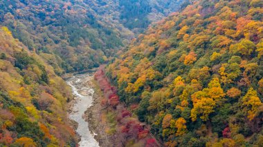 Kayalık nehir geçidi 24 Kasım 2025 'te canlı bir sonbahar ormanıyla çevrili.