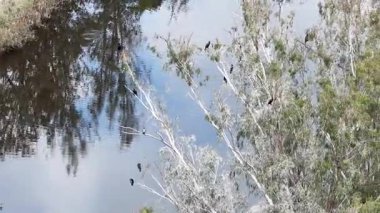 Nam Sang Wai Wetland Kırsal Arazi Hong Kong, 20 Aralık 2025