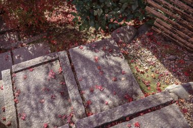 Huzurlu Japon tapınak bahçesi, canlı sonbahar yeşillikleri 23 Kasım 2025