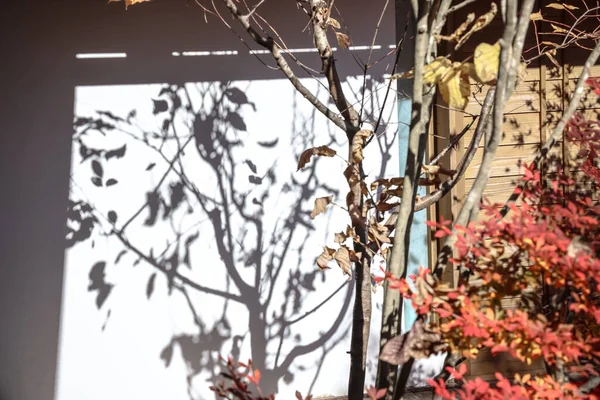 Huzurlu Japon tapınak bahçesi, canlı sonbahar yeşillikleri 23 Kasım 2025