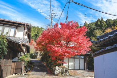 Barışçıl Japon dağ köyü 23 Kasım 2025 'te günlük kırsal yaşam