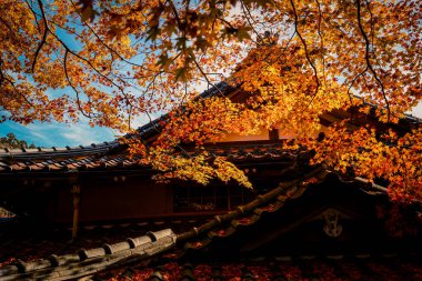 Yapraklar yıpranmış çatı kiremitleri boyunca sakin bir avluda sürükleniyor, 23 Kasım 2025 'i vurguluyor.