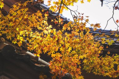 Yapraklar yıpranmış çatı kiremitleri boyunca sakin bir avluda sürükleniyor, 23 Kasım 2025 'i vurguluyor.