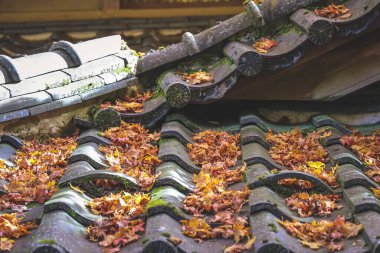 Yapraklar yıpranmış çatı kiremitleri boyunca sakin bir avluda sürükleniyor, 23 Kasım 2025 'i vurguluyor.