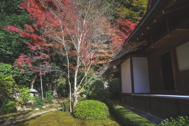 Huzurlu Budist tapınağı 23 Kasım 2025 'te yemyeşil dağ doğasıyla çevrili.