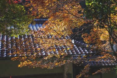 Yapraklar yıpranmış çatı kiremitleri boyunca sakin bir avluda sürükleniyor, 23 Kasım 2025 'i vurguluyor.