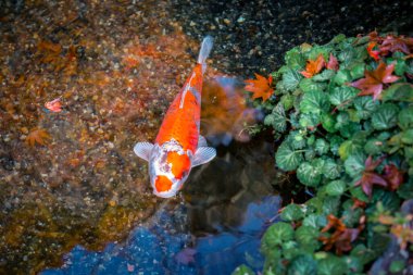 Etrafı yemyeşil yemyeşil 23 Kasım 2025 ile çevrili huzurlu Japon tapınağı göleti.