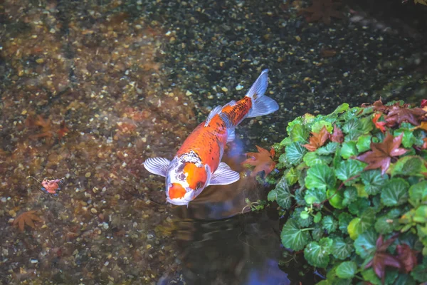 Etrafı yemyeşil yemyeşil 23 Kasım 2025 ile çevrili huzurlu Japon tapınağı göleti.