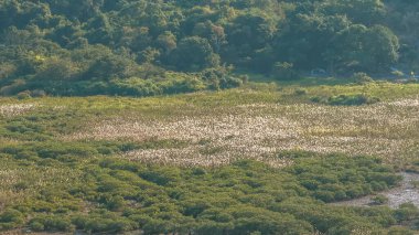 Luk Keng köyü yakınlarındaki huzurlu sazlıklar 3 Ocak 2026