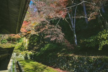 Geleneksel Japon mimarisine sahip barışçıl Budist tapınağı, 23 Kasım 2025