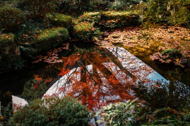 Renkli Akçaağaç Yaprakları Durgun Su yüzeyinde Dinleniyor, 23 Kasım 2025