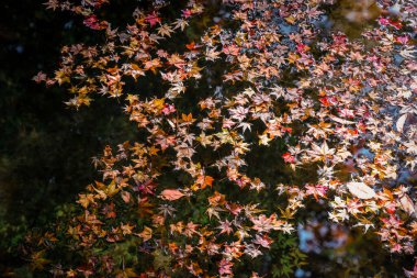 Renkli Akçaağaç Yaprakları Durgun Su yüzeyinde Dinleniyor, 23 Kasım 2025