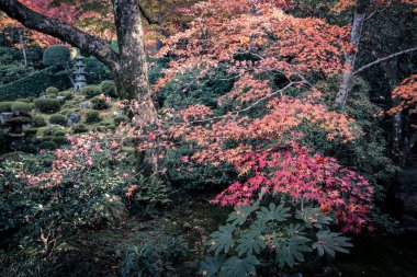 23 Kasım 2025 'te Kyoto' da Moss ve Stone Lantern 'li Serene Maple Garden.