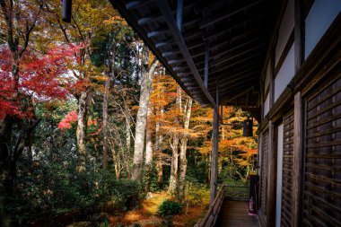 Geleneksel ahşap Japon tapınağı renkli sonbahar yapraklarından oluşan bir ormanın yanında, 23 Kasım 2025