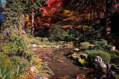 Maple Trees tarafından çevrelenmiş Serene Pond Kyoto Tapınağı Bahçesi, 23 Kasım 2025