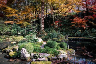 Maple Trees tarafından çevrelenmiş Serene Pond Kyoto Tapınağı Bahçesi, 23 Kasım 2025