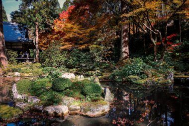 Maple Trees tarafından çevrelenmiş Serene Pond Kyoto Tapınağı Bahçesi, 23 Kasım 2025