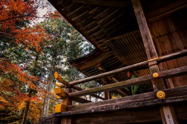 Geleneksel ahşap Japon tapınağı renkli sonbahar yapraklarından oluşan bir ormanın yanında, 23 Kasım 2025