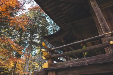 Geleneksel ahşap Japon tapınağı renkli sonbahar yapraklarından oluşan bir ormanın yanında, 23 Kasım 2025