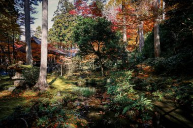 Maple Trees tarafından çevrelenmiş Serene Pond Kyoto Tapınağı Bahçesi, 23 Kasım 2025