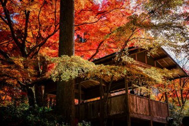 Geleneksel Ahşap Tapınak Güz Akçaağaç ile çevrili, 23 Kasım 2025