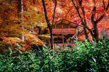 Geleneksel Ahşap Tapınak Güz Akçaağaç ile çevrili, 23 Kasım 2025