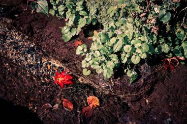 Renkli Akçaağaç Yaprağı Sakin Nehir Suyuna Yansıtılıyor, 23 Kasım 2025