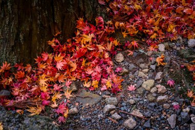 Renkli Akçaağaç Bahçe Zemininde 23 Kasım 2025 'te Halıdan Çıktı